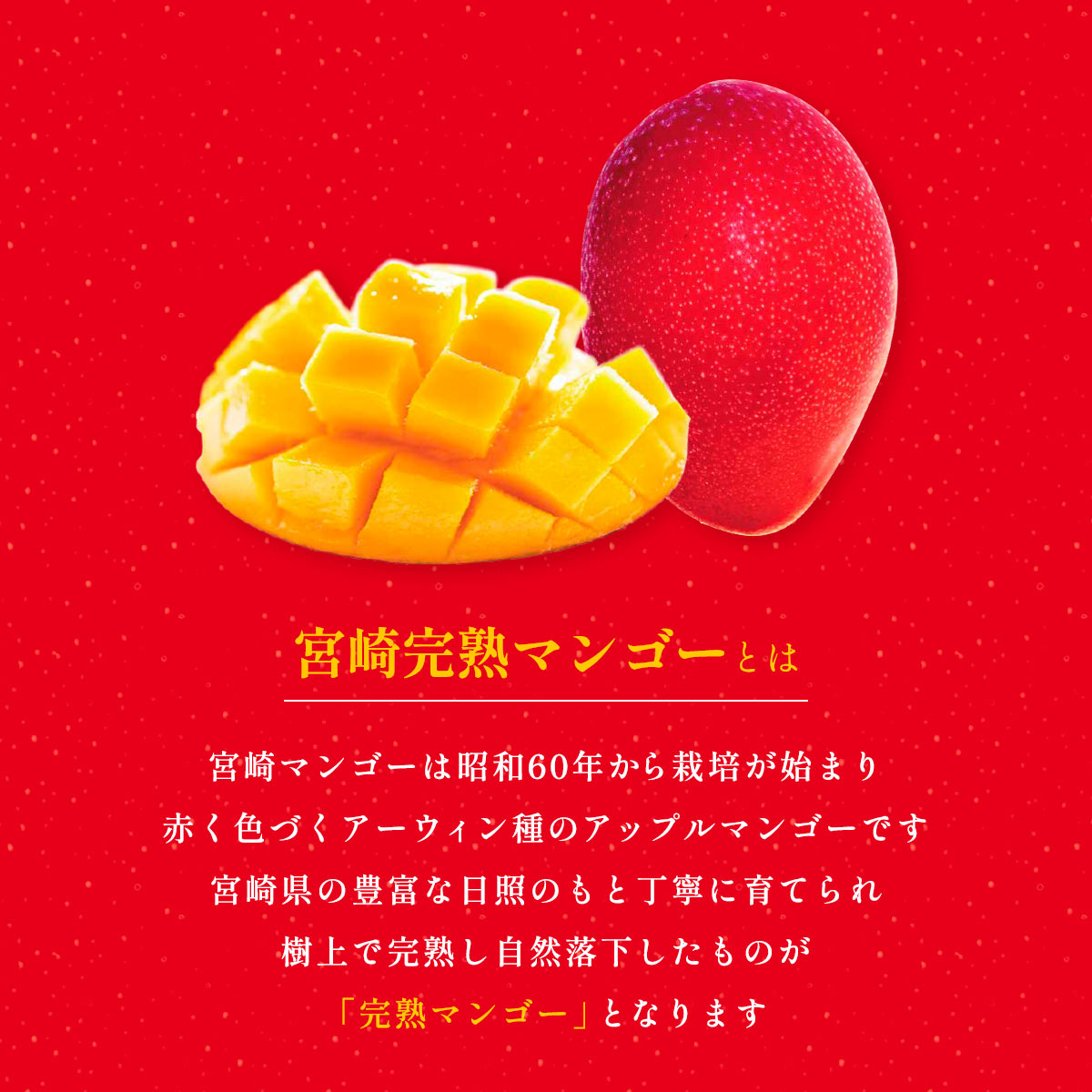 宮崎完熟マンゴーラングドシャ 8袋入×4箱