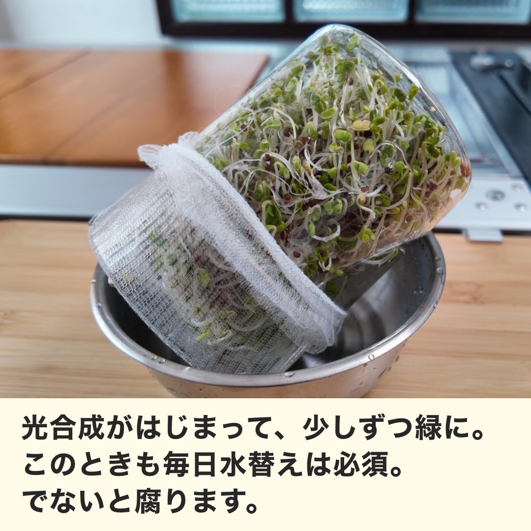 光合成させる