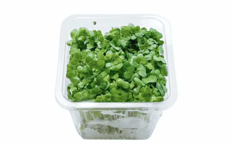 ブロッコリースプラウト