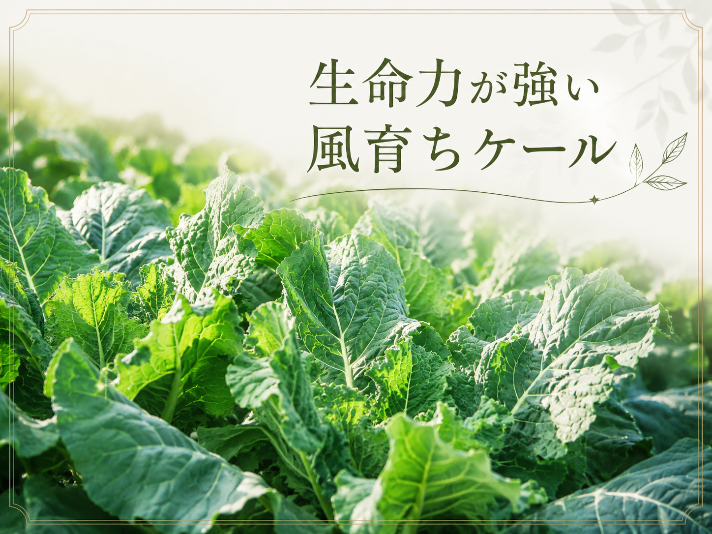 食べなくていい！ブロッコリースプラウトを買う、洗う、切る。全部しなくていい！