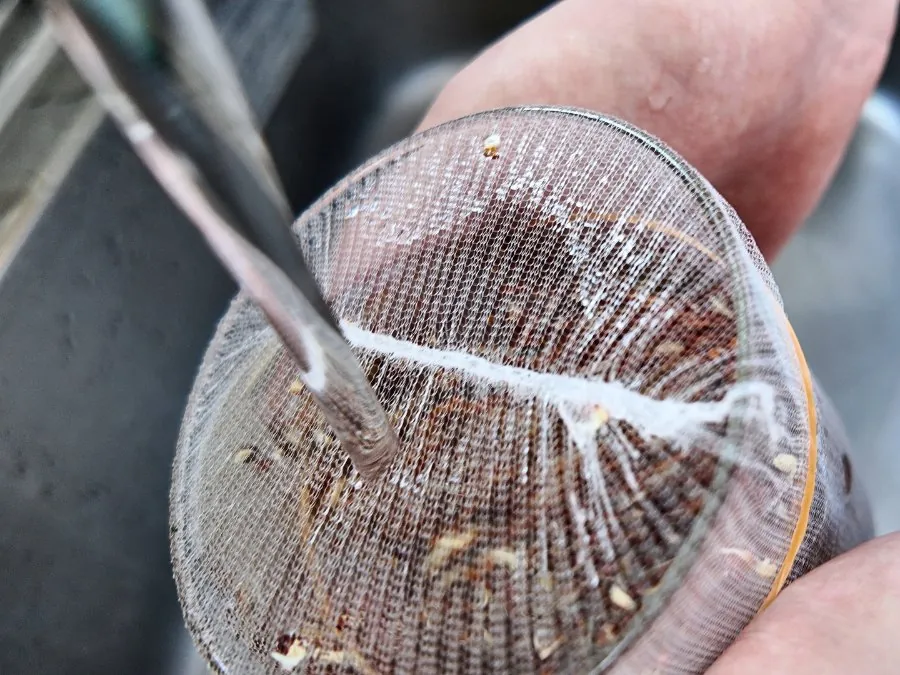水を入れた瓶を振って種をすすいでいる様子