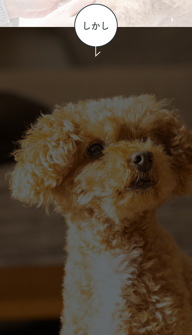 ペットの加齢にともない不安を感じている飼い主が増えている