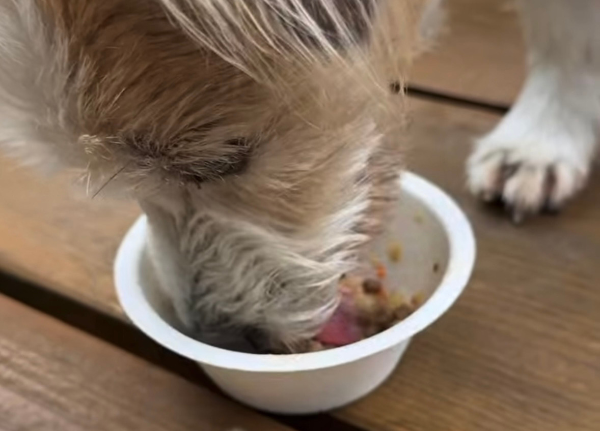 愛犬と手作りごはん