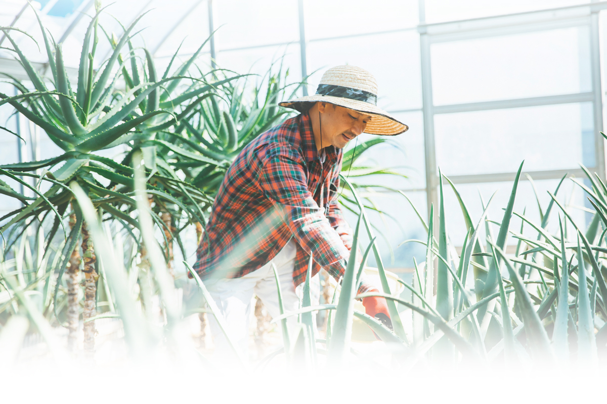 伊豆農園イメージ