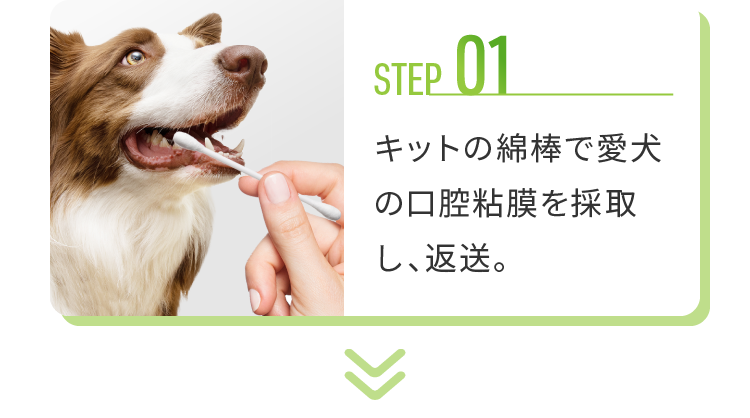 step 01 キットの綿棒で愛犬の口腔粘膜を採取し、返送。
