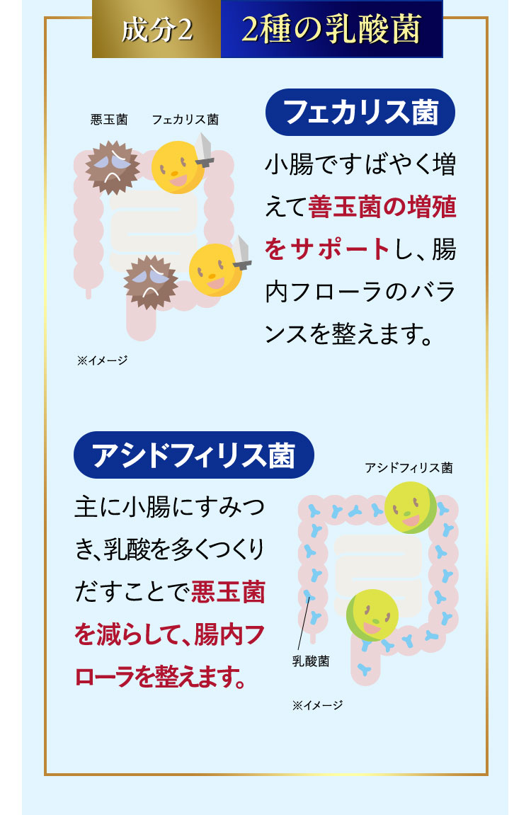 成分2 2種の乳酸菌 フェカリス菌 小腸ですばやく増えて善玉菌の増殖をサポートし、腸内フローラのバランスを整えます。 悪玉菌とフェカリス菌のイメージ図 ※イメージ アシドフィリス菌 主に小腸にすみつき、乳酸を多くつくりだすことで悪玉菌を減らして、腸内フローラを整えます。 ※乳酸菌とアシドフィリス菌のイメージ図 ※イメージ