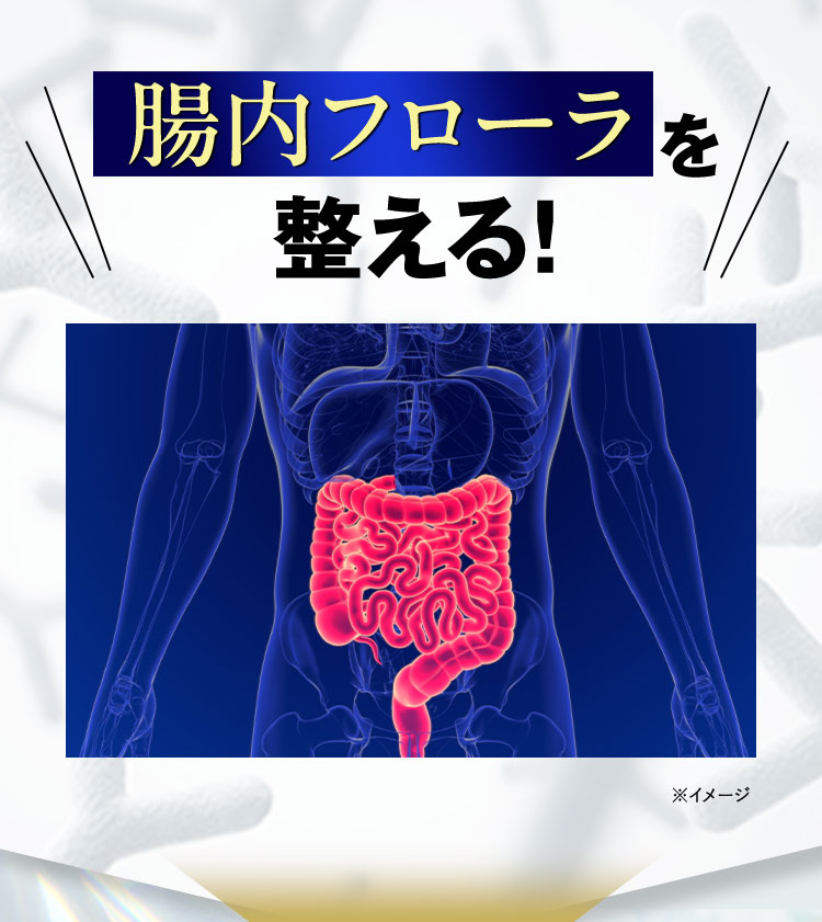 腸内フローラを整える！ ※腸内の図 ※イメージ