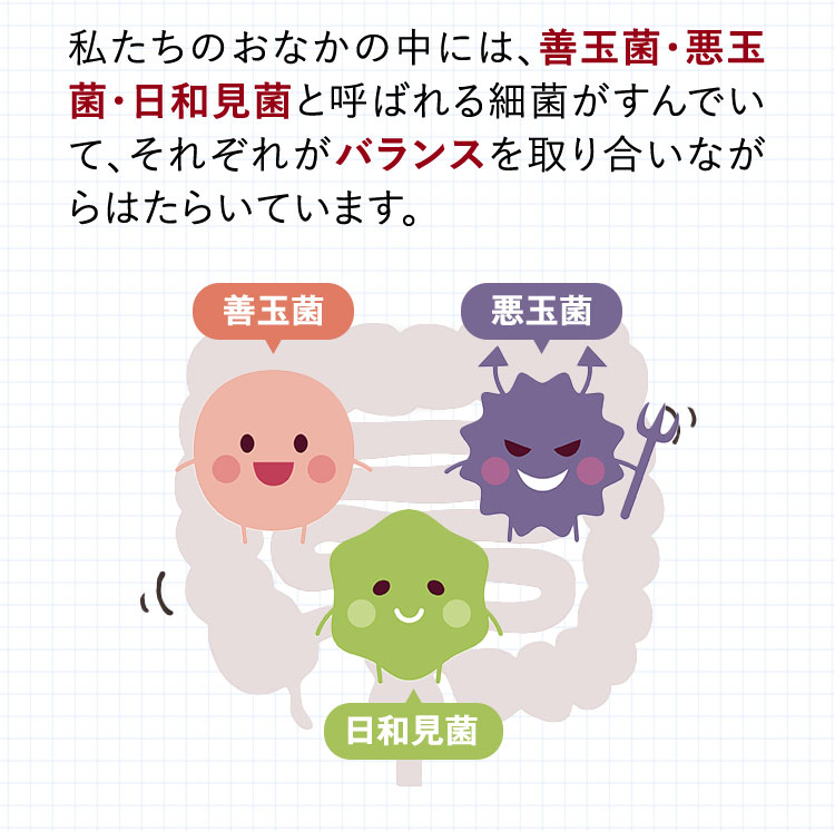 私たちのおなかの中には、善玉菌・悪玉菌・日和見菌と呼ばれる細菌がすんでいて、それぞれがバランスを取り合いながらはたらいています。