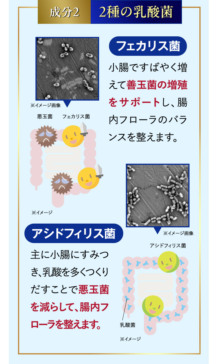 成分2 2種の乳酸菌 フェカリス菌 小腸ですばやく増えて善玉菌の増殖をサポートし、腸内フローラのバランスを整えます。 悪玉菌とフェカリス菌のイメージ図 ※イメージ アシドフィリス菌 主に小腸にすみつき、乳酸を多くつくりだすことで悪玉菌を減らして、腸内フローラを整えます。 ※乳酸菌とアシドフィリス菌のイメージ図 ※イメージ