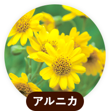 アルニカ