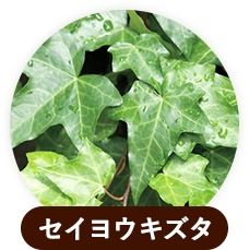 セイヨウキズタ