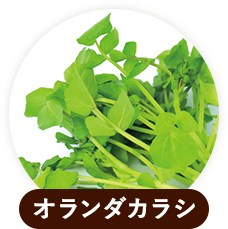 オランダカラシ