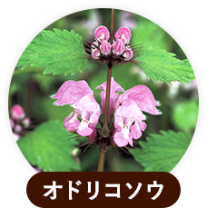 オドリコソウ