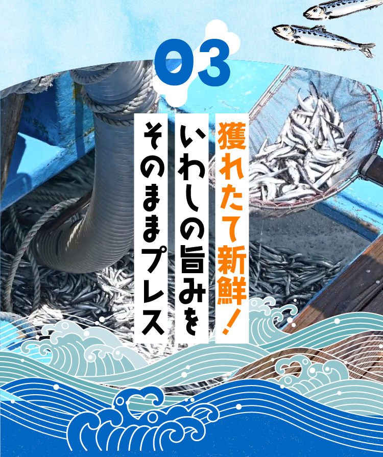 03獲れたて新鮮！いわしの旨みをそのままプレス