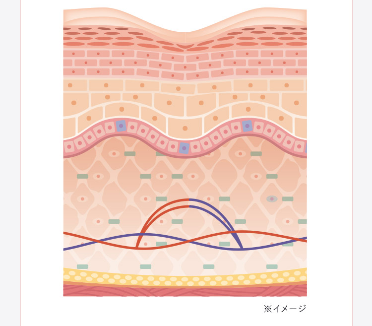 肌組織の図 ※イメージ