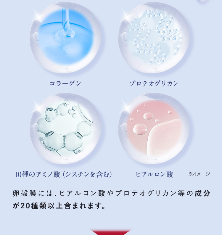 コラーゲン プロテオグリカン 10種のアミノ酸(シスチンを含む) ヒアルロン酸 ※イメージ 卵殻膜にはヒアルロン酸やプロテオグリカン等の成分が20種類以上含まれます。