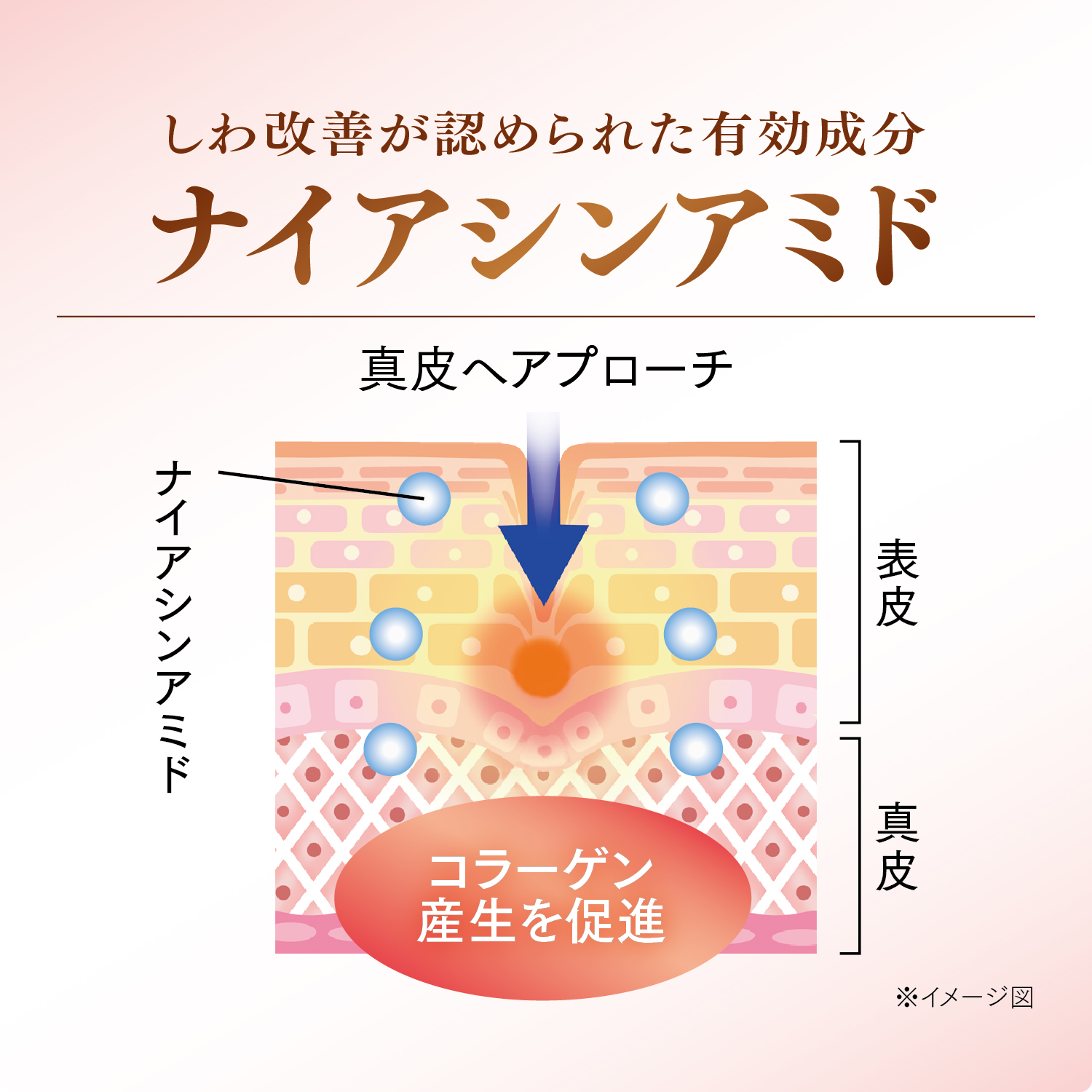 しわ改善が認められたナイアシンアミド