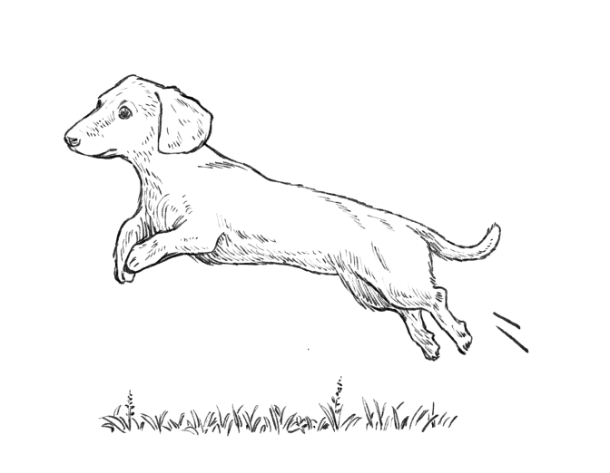 犬イラスト/愛犬,フード