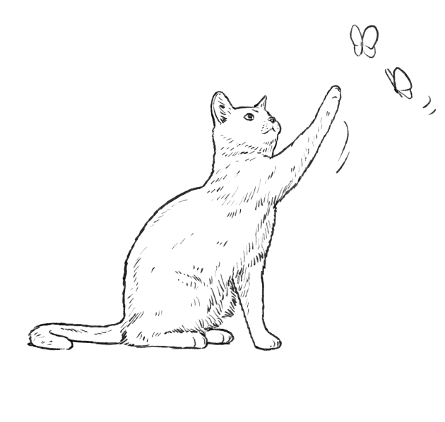 ねこ/愛猫,キャットフード