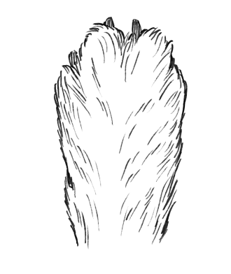 犬の手イラスト