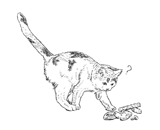 猫の嗜好性イメージ