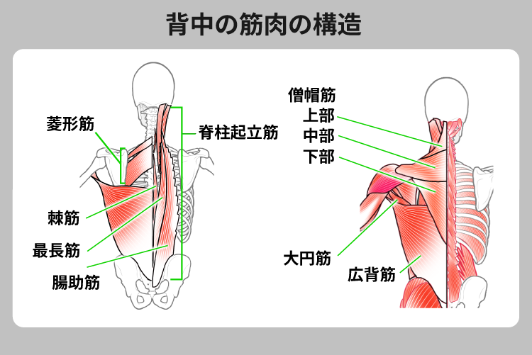 背筋の筋トレメニューを紹介！自重や器具なしで背中の筋肉を鍛える方法やメリットも解説 | ULTORA(ウルトラ)公式 | プロテインオンラインストア