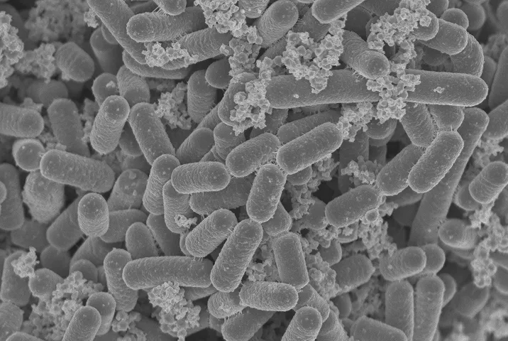 UL-10乳酸菌の顕微鏡画像