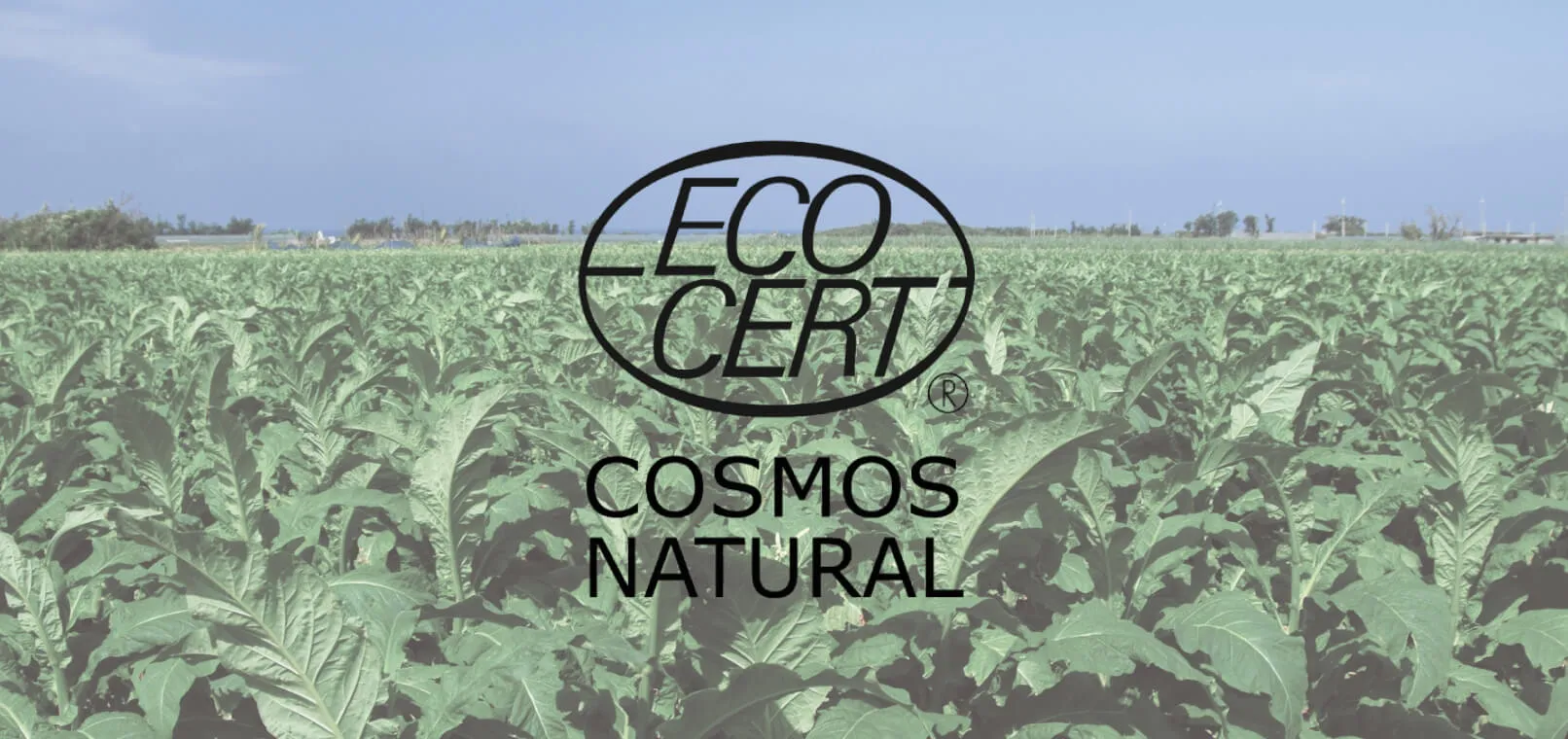 uruasオールインワンソープ エコサート ECOCERT