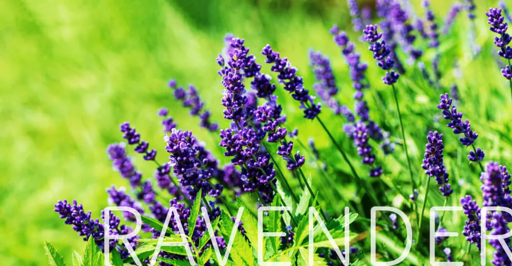 uruasオールインワンソープの香り ラベンダー精油