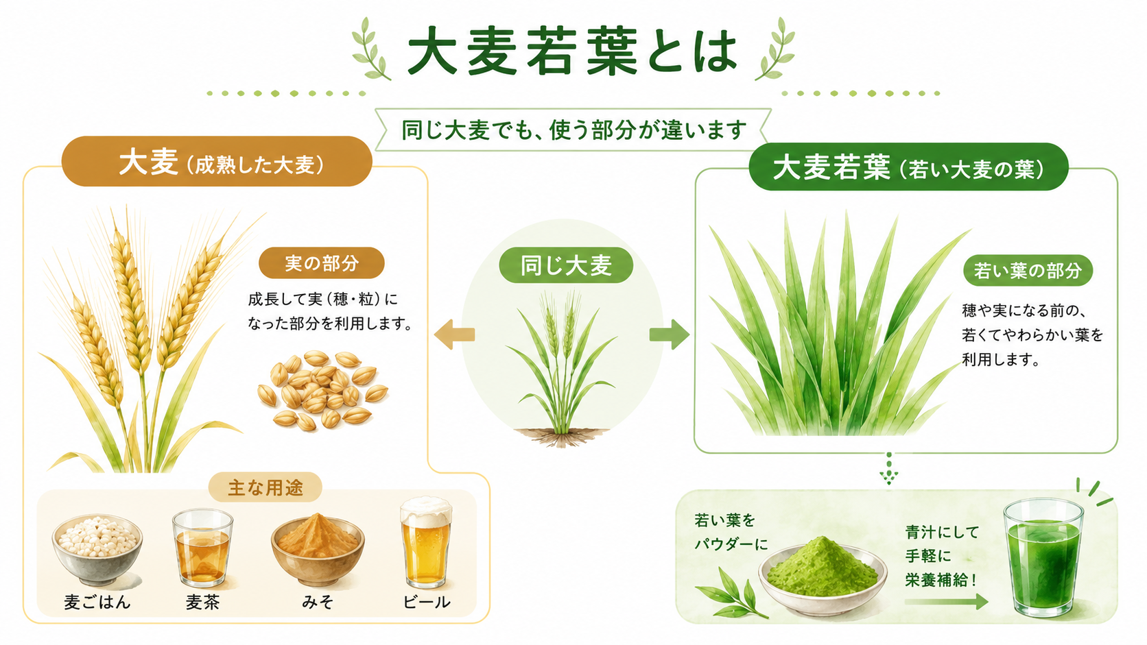 大麦若葉とは