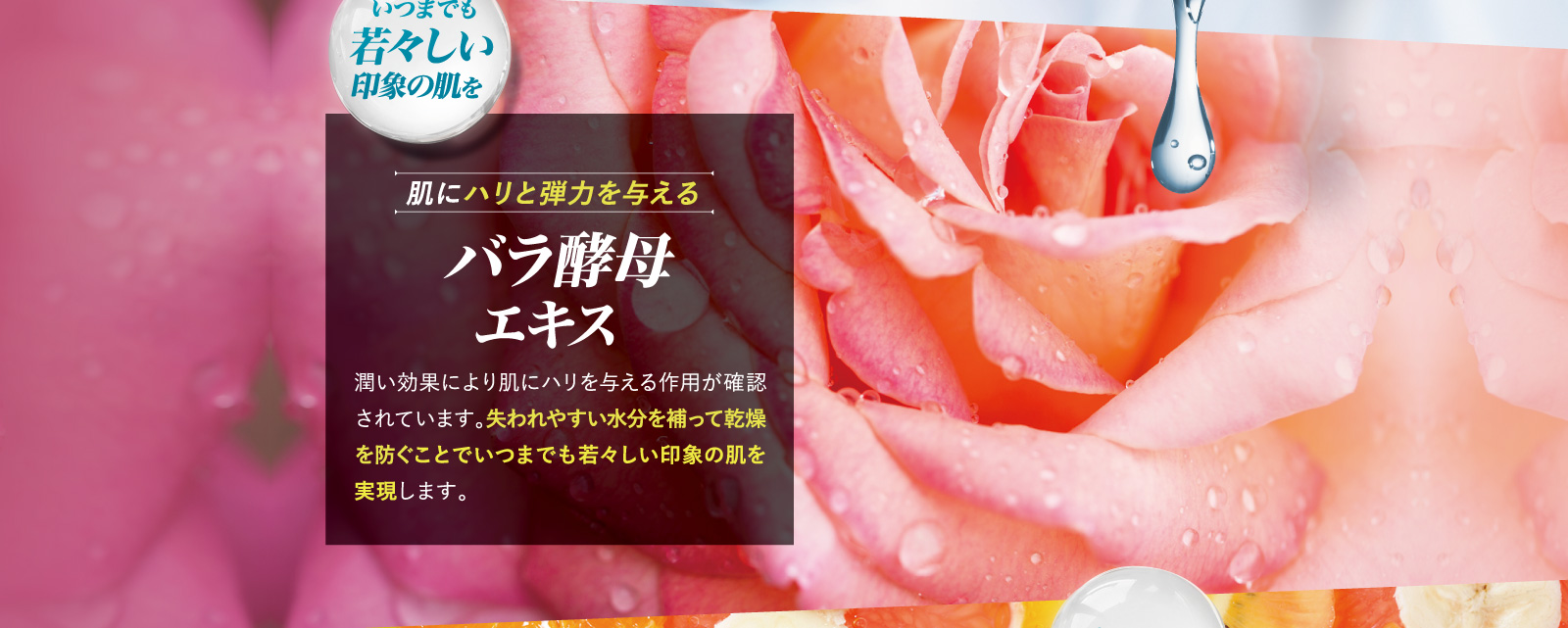 肌の再生を促し老化を防ぐ バラ酵母エキス