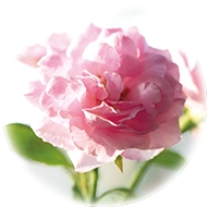 ダマスクローズの豊かな芳香