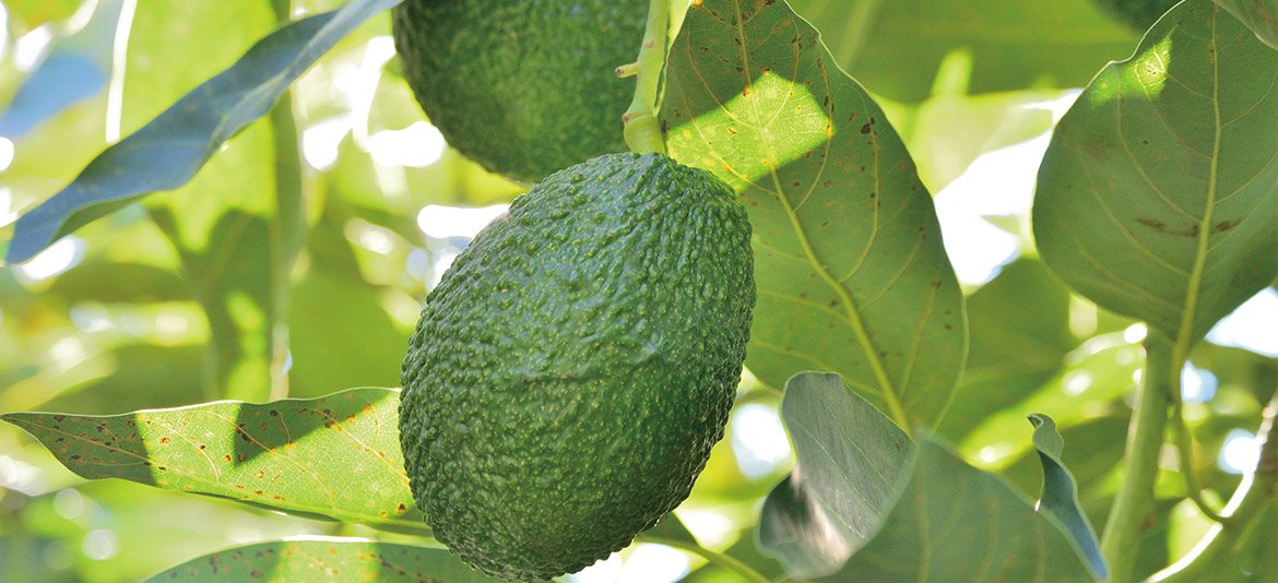 アボカドオイル