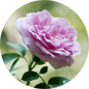 ダマスクローズ