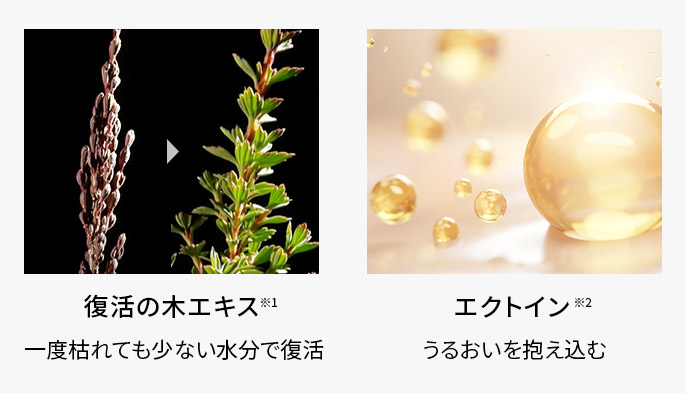 グレードアップ成分は、復活の木エキスとエクトイン