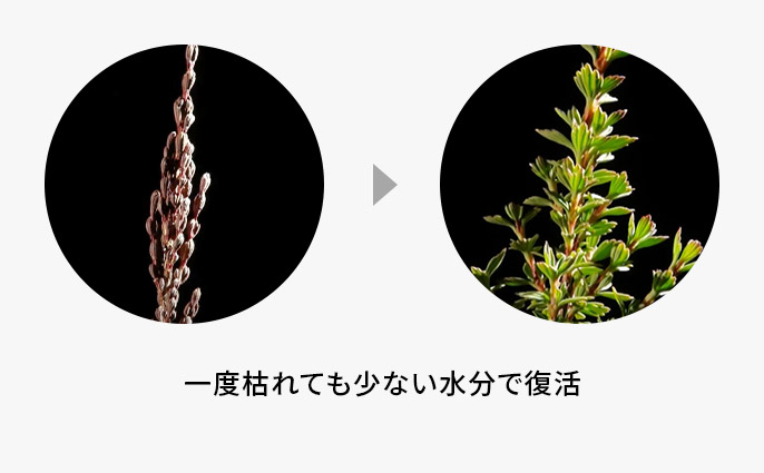 復活の木イメージ