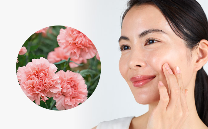 カーネーションイメージ