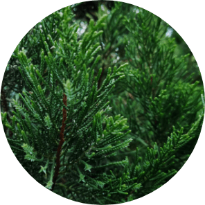 エンピツビャクシン