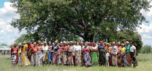 マルラの実収穫シーズン
