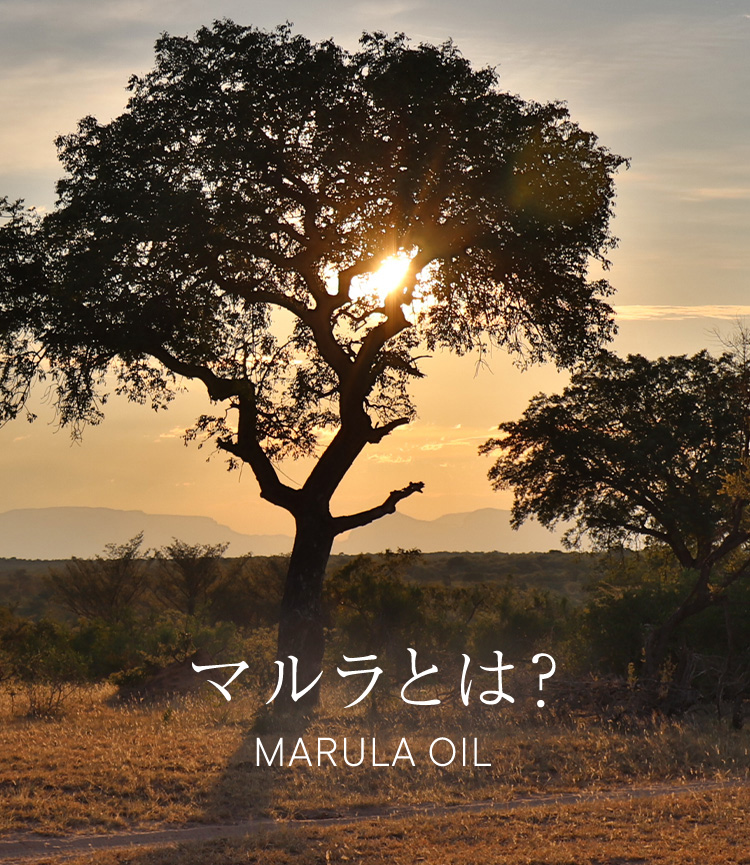 マルラとは？