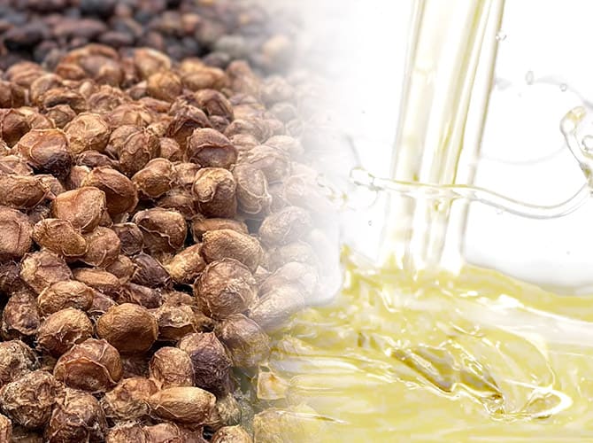 マルラの種とテクスチャーイメージ