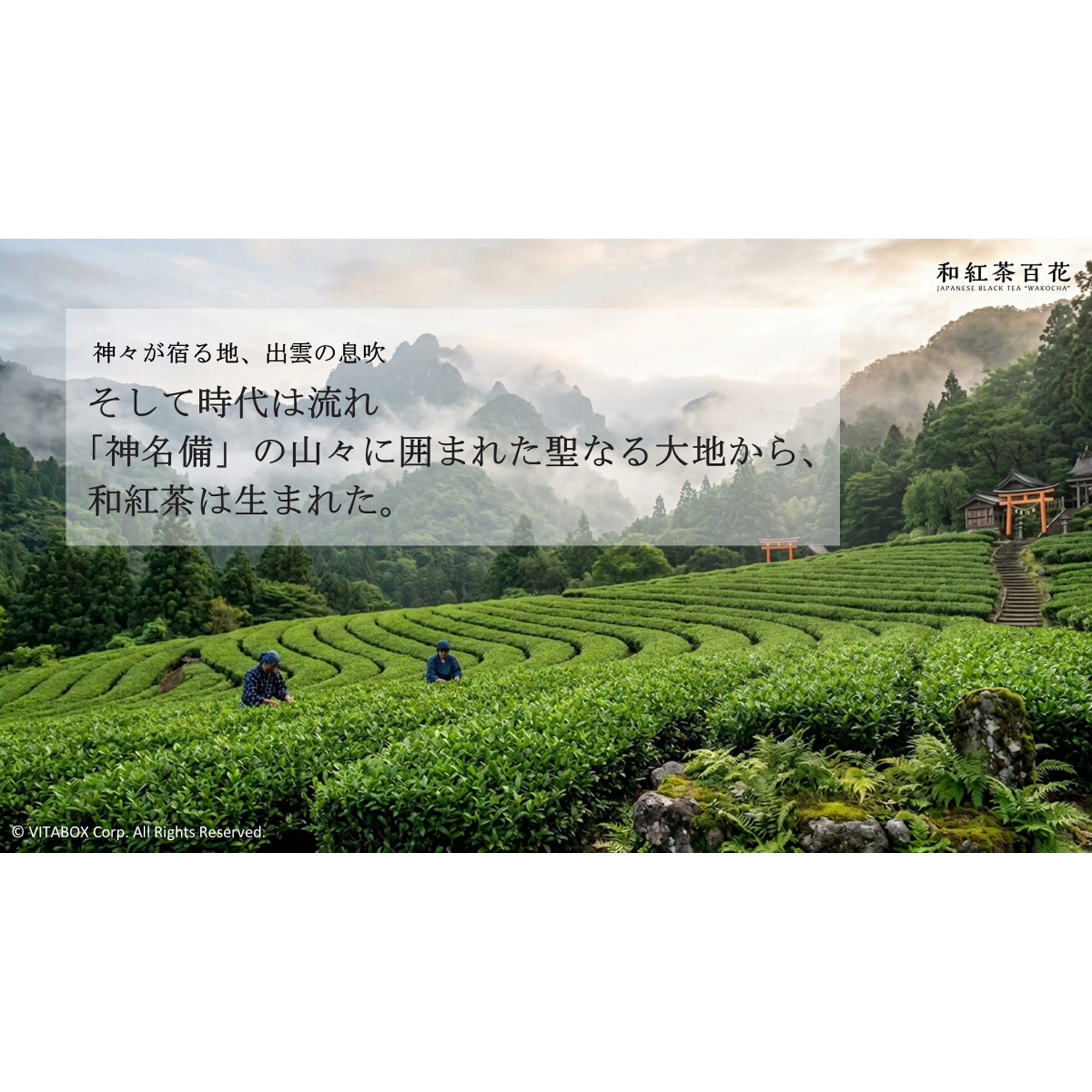 出雲和紅茶 – 琥珀＆神苑 -