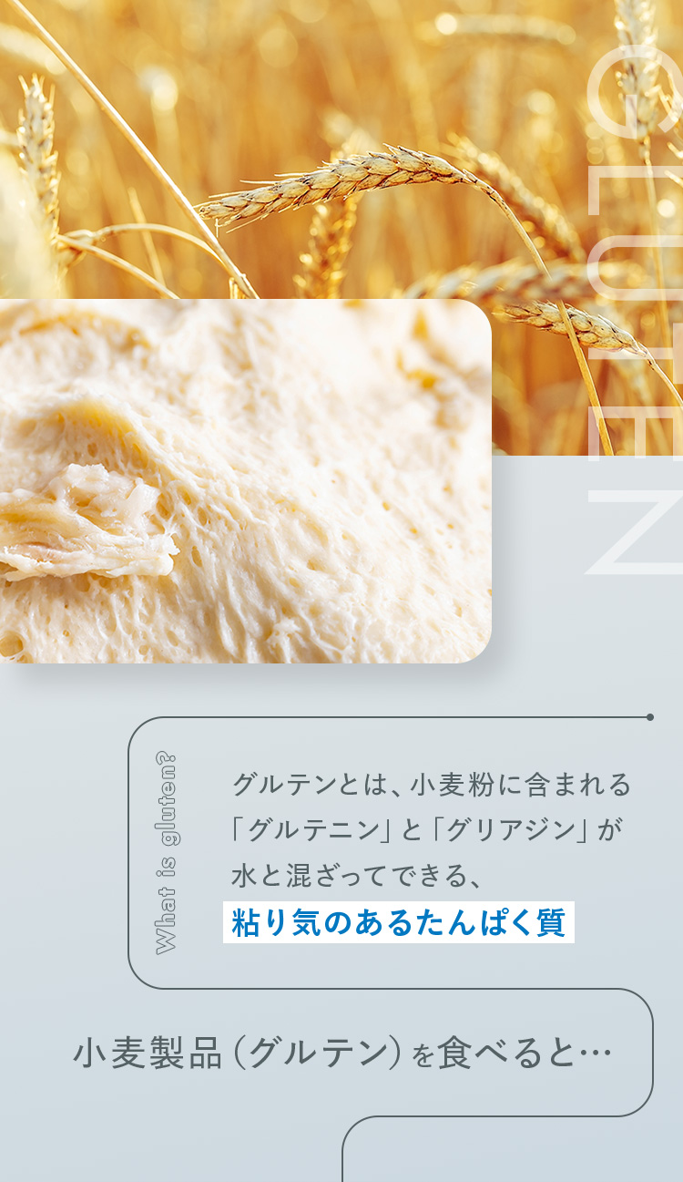 グルテンとは、小麦粉に含まれる「グルテニン」と「グリアジン」が水と混ざってできる、粘り気のあるたんぱく質。小麦製品（グルテン）を食べると…