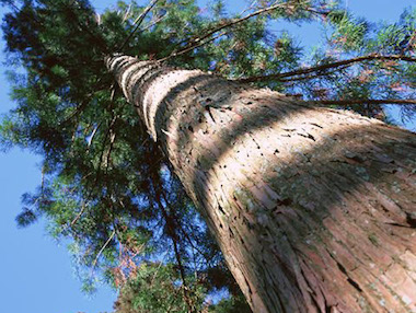 フランス海岸松