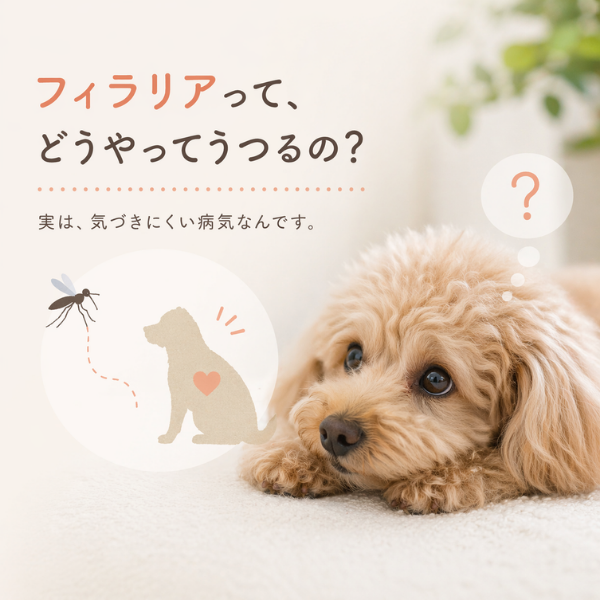 フィラリアの感染経路イメージ