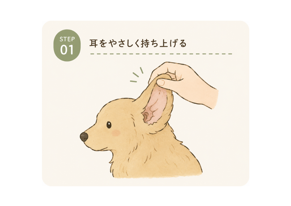 STEP01 耳をやさしく持ち上げる