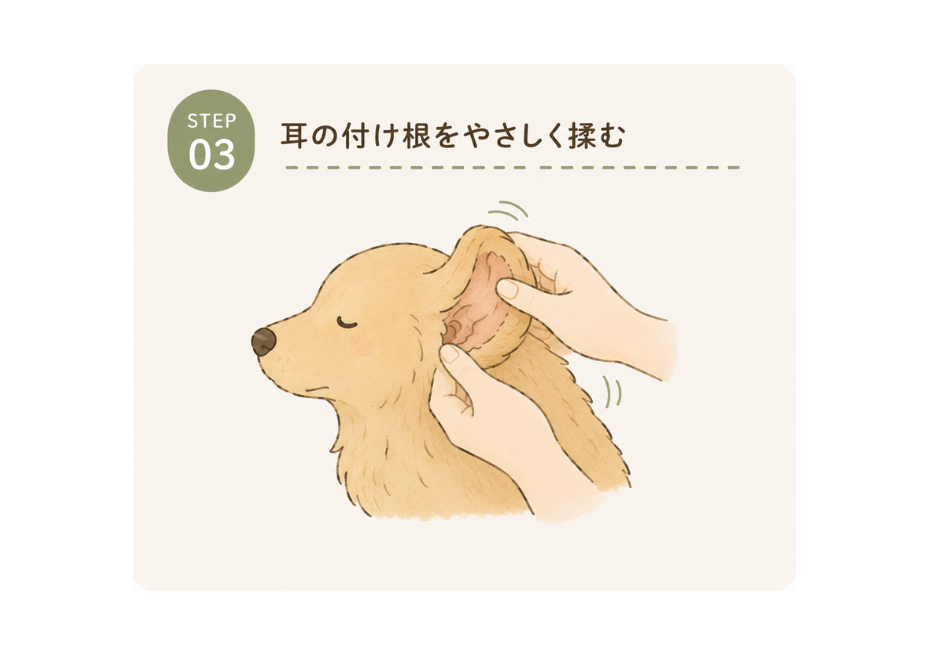 STEP03 耳の付け根をやさしく揉む