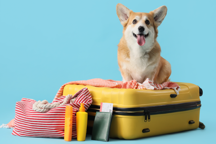 高齢犬とお出かけして良い？高齢犬と一緒に楽しむ旅行のポイントや注意点