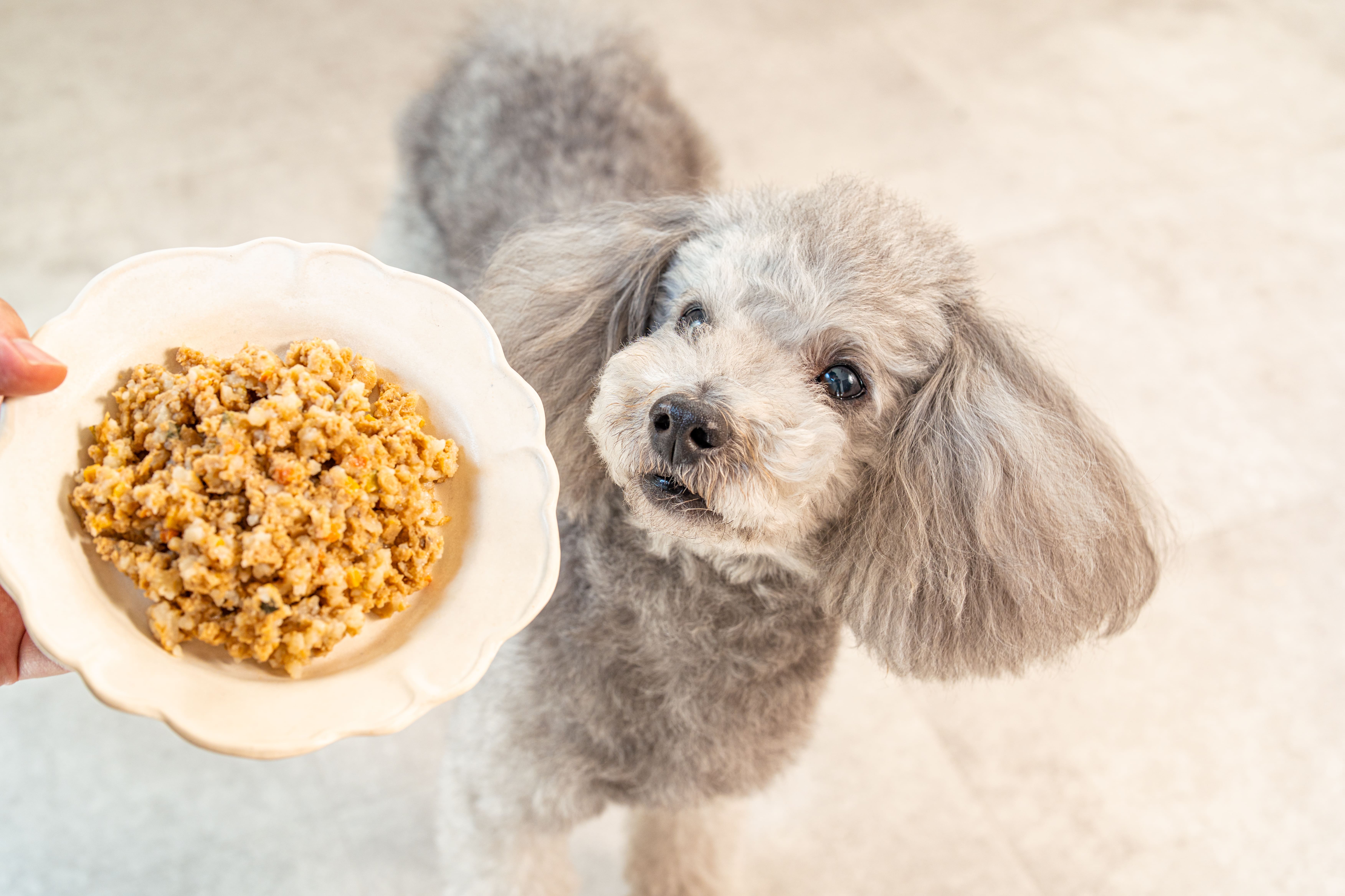 わんこ想い ヒーロー画像