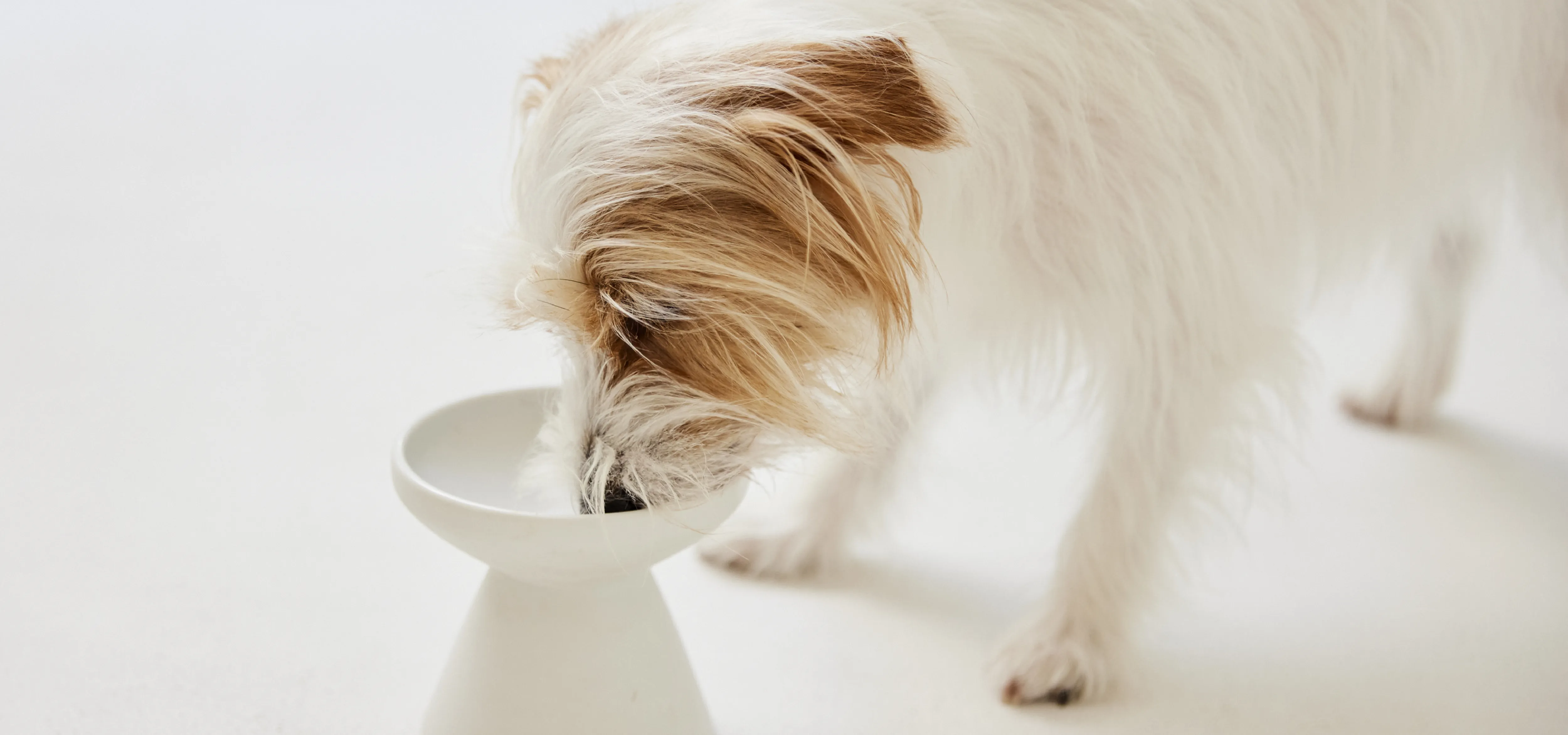 ワンちゃんの画像③